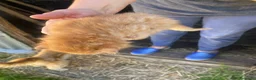 Meticcio gatti in regalo: GATTI ADORABILI a Provincia di Monza e della Brianza - Annuncio 16