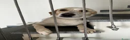 Meticcio cani in regalo: Regalo Cane Meticcio  - Annuncio 4