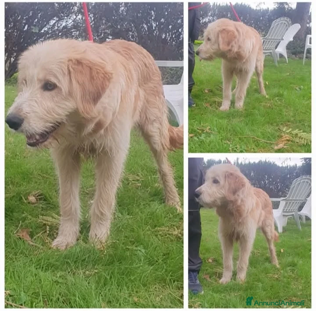 Meticcio cani in regalo: Giacomo, cucciolone taglia media cerca casa - Annuncio 3