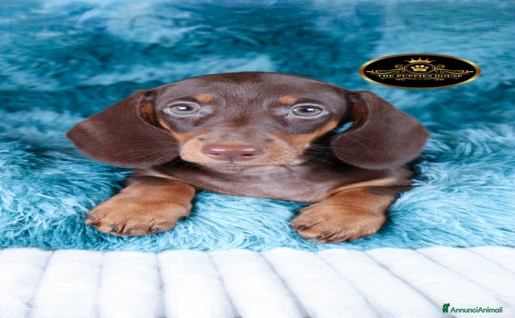Bassotto cani a Provincia di Brescia - Annuncio 5