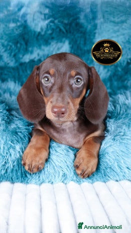 Bassotto cani a Provincia di Brescia - Annuncio 15