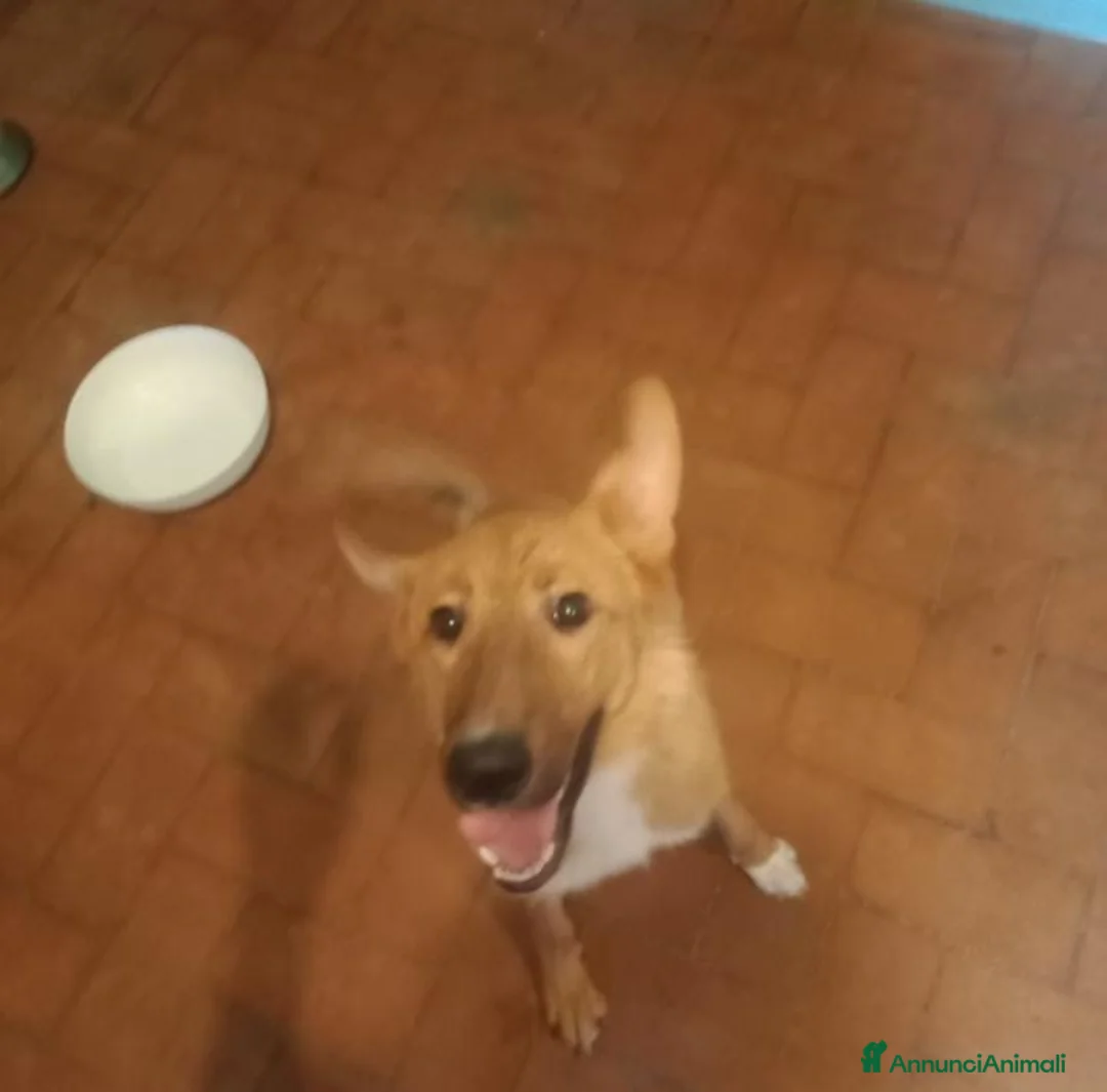 Meticcio cani in regalo: Una casa per Lilith a Città metropolitana di Roma Capitale - Annuncio 3