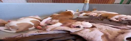 Bulldog cani in vendita: Cucciolo American bulldog  - Annuncio 14
