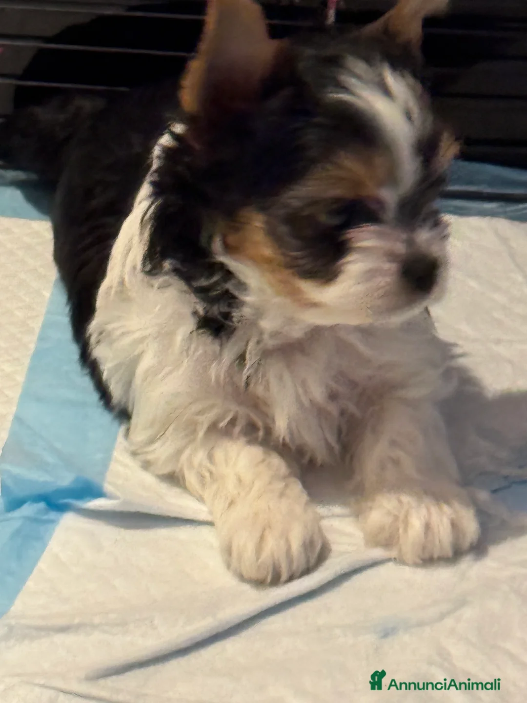 Biewer Terrier cani in vendita: Vendo cuccioli di razza Biewer Terrier - Annuncio 1