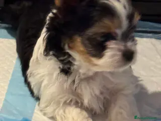 Biewer Terrier cani Vendo cuccioli di razza Biewer Terrier - Annuncio 1