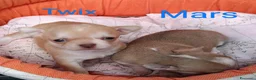 Chihuahua cani in vendita: Maschietti chihuahua pelo corto  - Annuncio 6