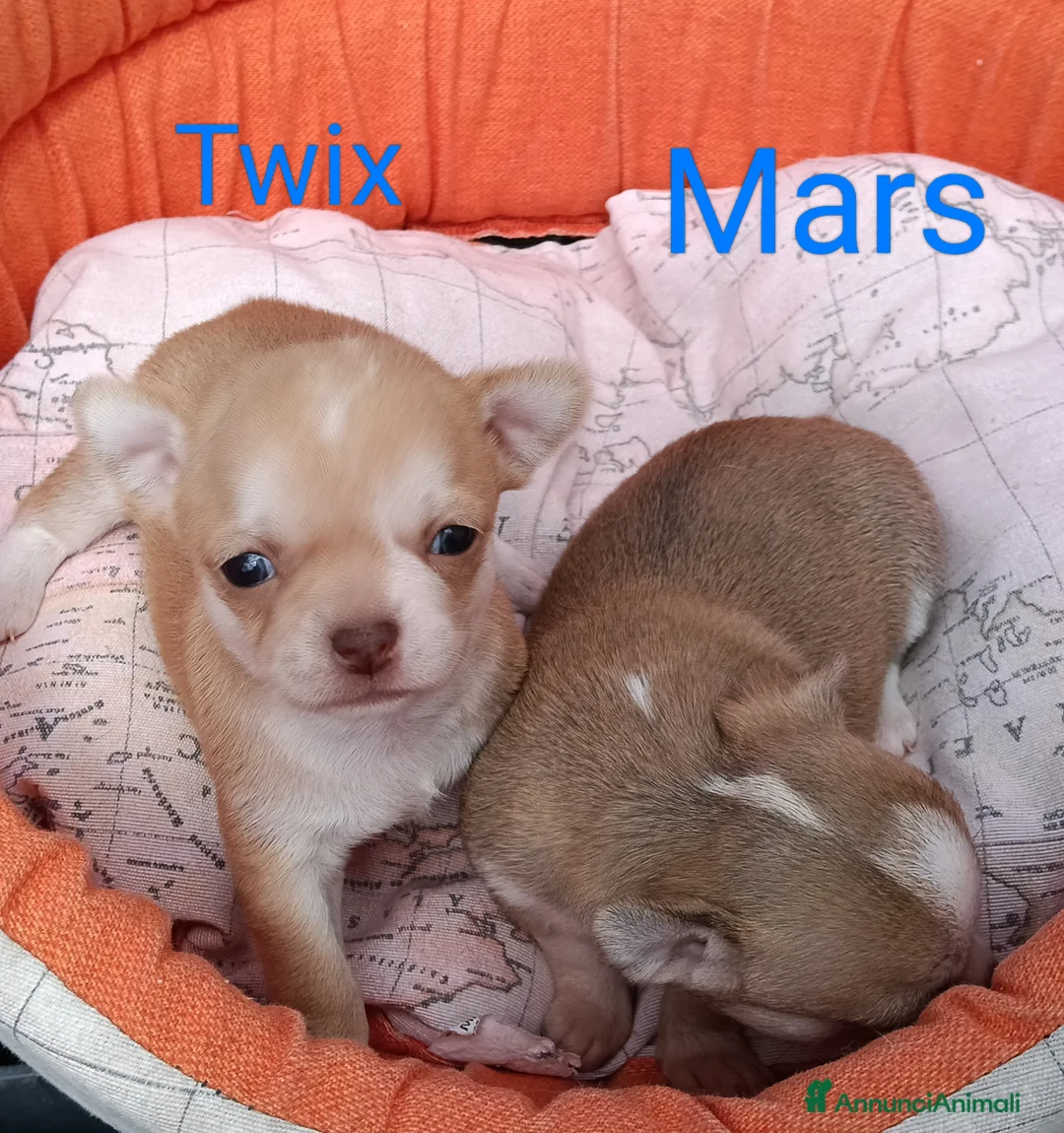 Chihuahua cani in vendita: Maschietti chihuahua pelo corto  - Annuncio 6