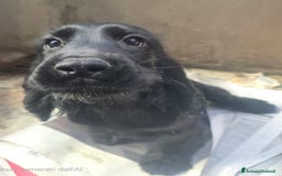 Cocker cani in vendita: Cocker Spaniel  a Provincia di Pescara - Immagine 5