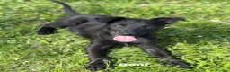 Meticcio cani in regalo: BENNY e SELEN: dolci CUCCIOLI total black!  - Annuncio 3