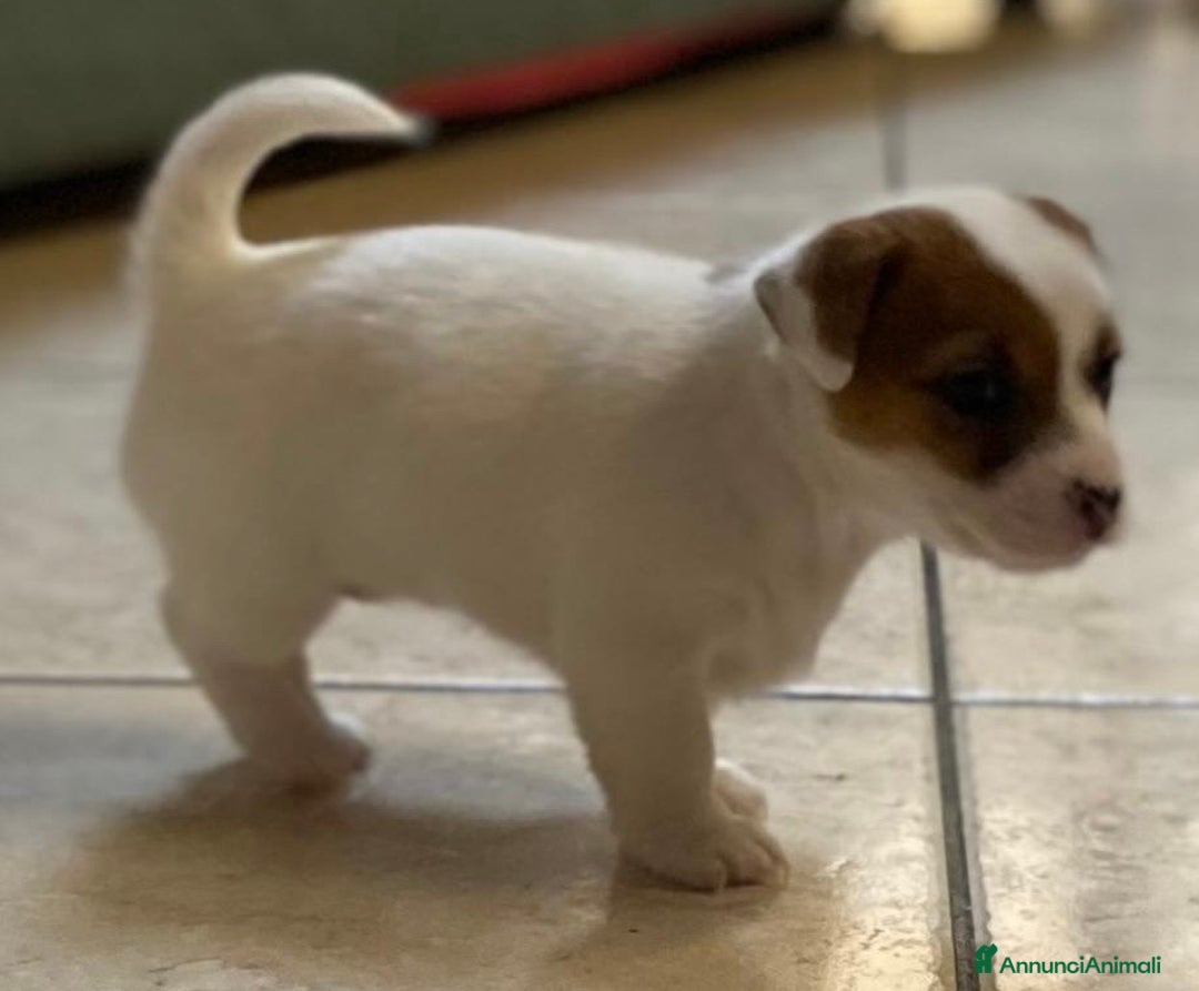 Jack Russell cani in vendita: Cuccioli jack russell - Annuncio 5