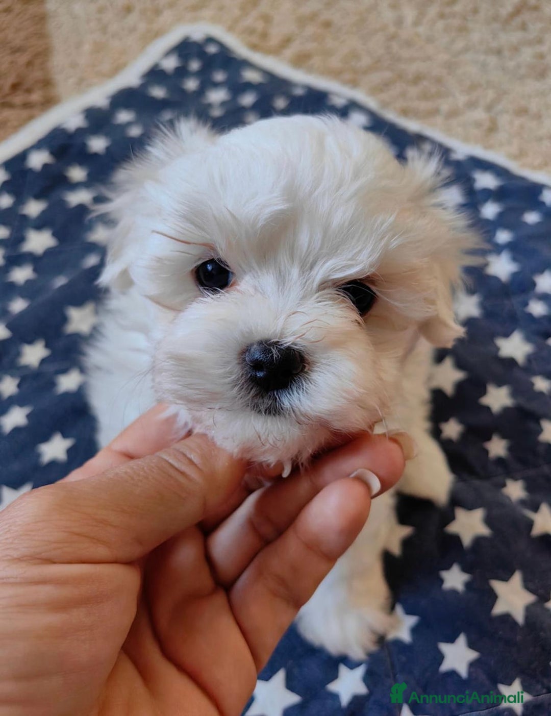 Maltese cani in vendita: Cuccioli di maltese  - Annuncio 8
