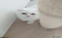 Scottish gatti in vendita: Cucciola Fold  a Bagnacavallo - Immagine 11