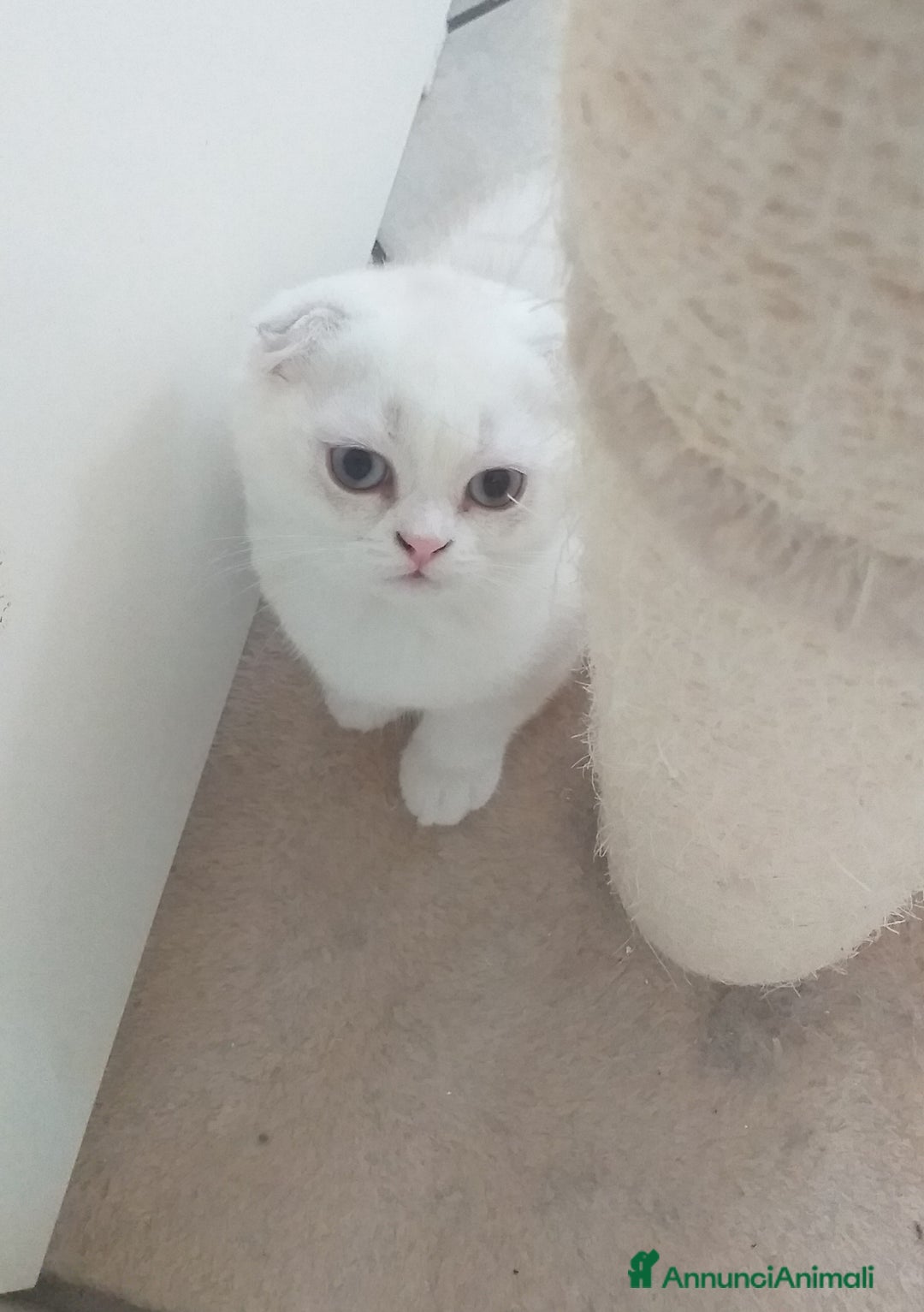 Scottish gatti in vendita: Cucciola Fold  a Bagnacavallo - Immagine 11