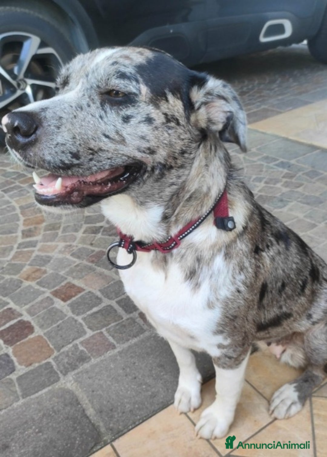 Meticcio cani in regalo: STUPENDA mix Amstaff/Pastore Lagorai 18mesi.TREVIS a Città metropolitana di Milano - Annuncio 2