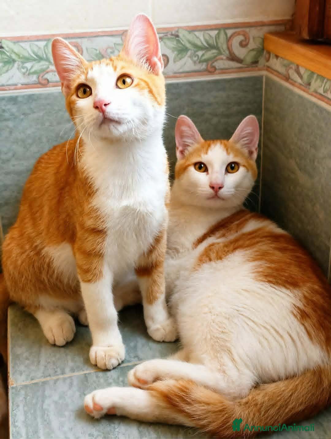 Europeo gatti TOMMY E WILLY FRATELLINI ROSSI  DOLCISSIMI  - Annuncio 42