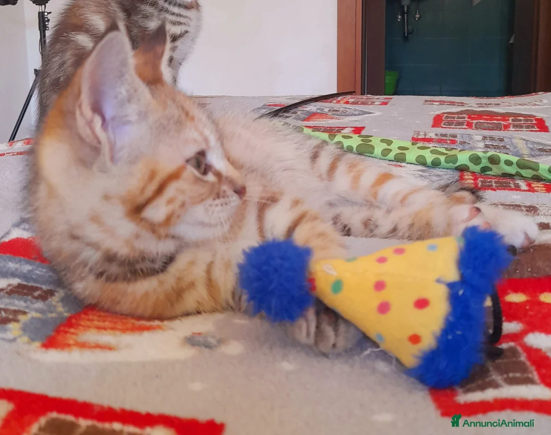 Maine Coon gatti in vendita: Gattina disponibile  - Annuncio 2