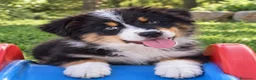 Australian Shepherd cani in vendita: cucciolo di Pastore Australiano - Annuncio 1