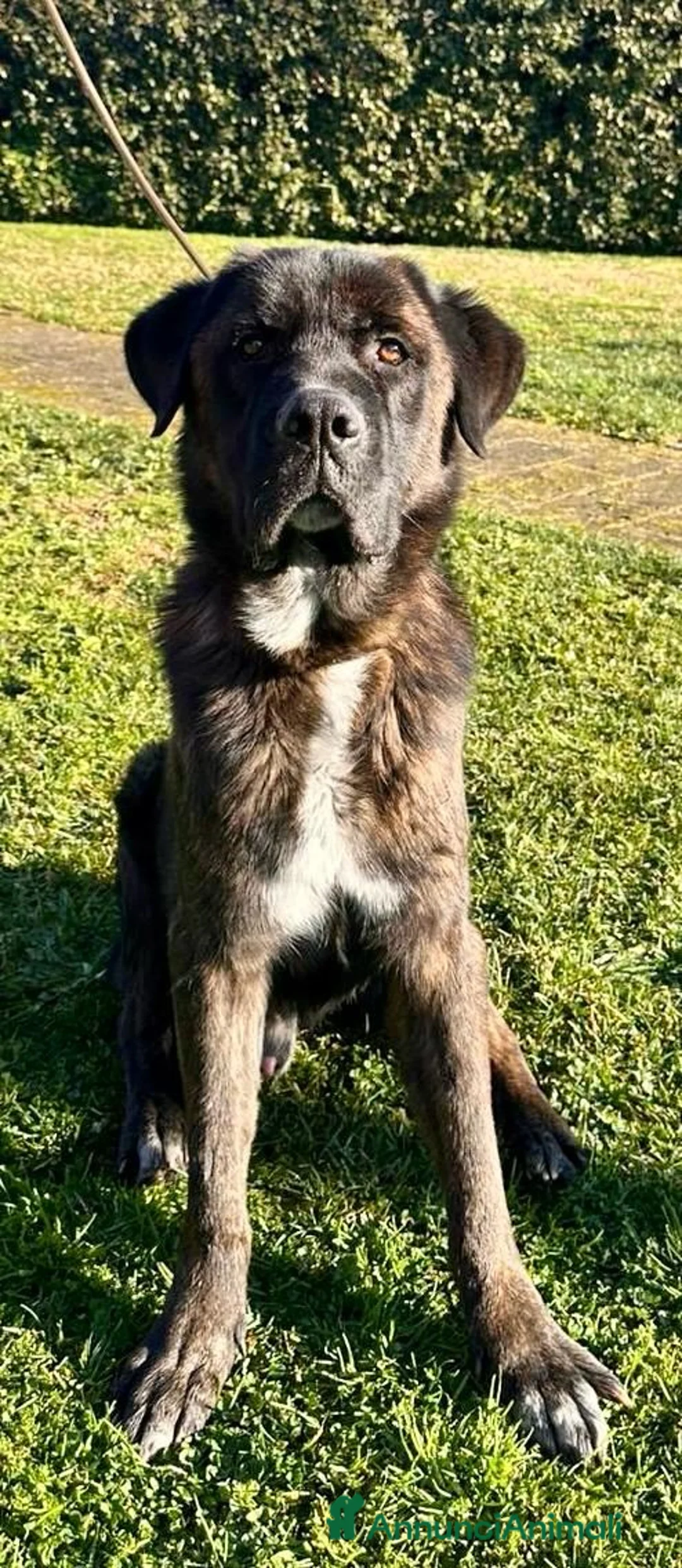 Meticcio cani in regalo: Simil Corso  - Annuncio 8