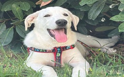 Pastore Maremmano cani in regalo: Adozione Chase dolce cucciolo 4 mesi tg med grand - Immagine 1