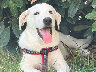 Pastore Maremmano cani Adozione Chase dolce cucciolo 4 mesi tg med grand - Annuncio 6