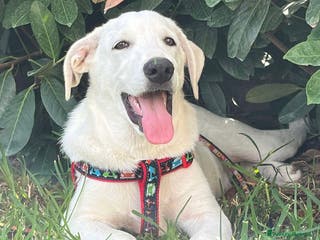 Pastore Maremmano cani Adozione Chase dolce cucciolo 4 mesi tg med grand - Annuncio 5