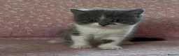 Scottish gatti in vendita: Scottish fold e straight  - Annuncio 11