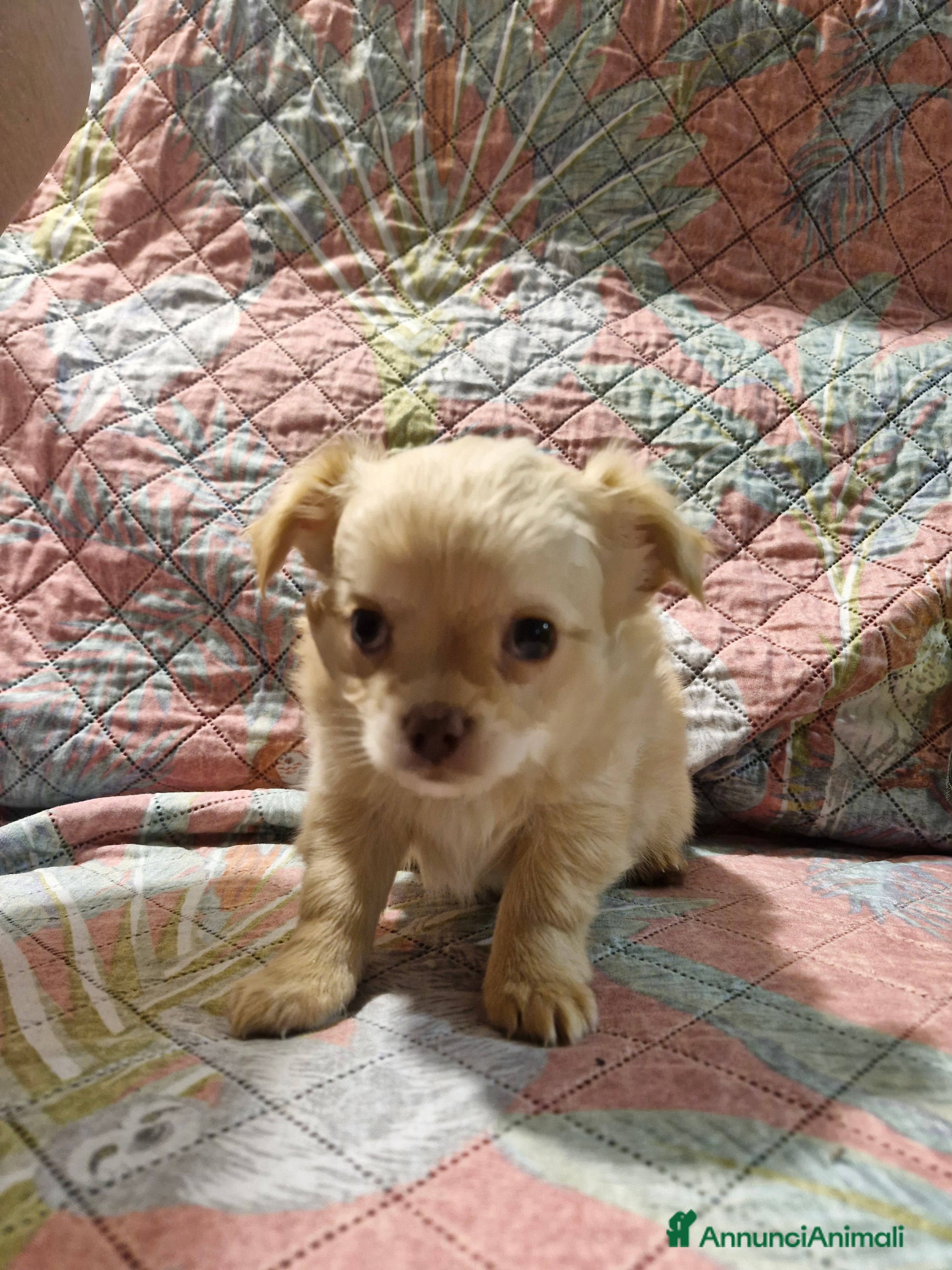 Chihuahua cani Chihuahua maschietto pelo lungo color miele a Provincia di Trieste - Annuncio 1