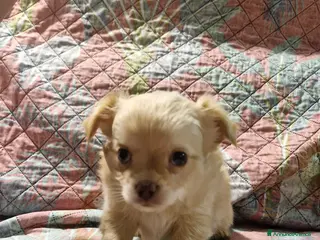 Chihuahua cani Chihuahua maschietto pelo lungo color miele a Provincia di Trieste - Annuncio 1