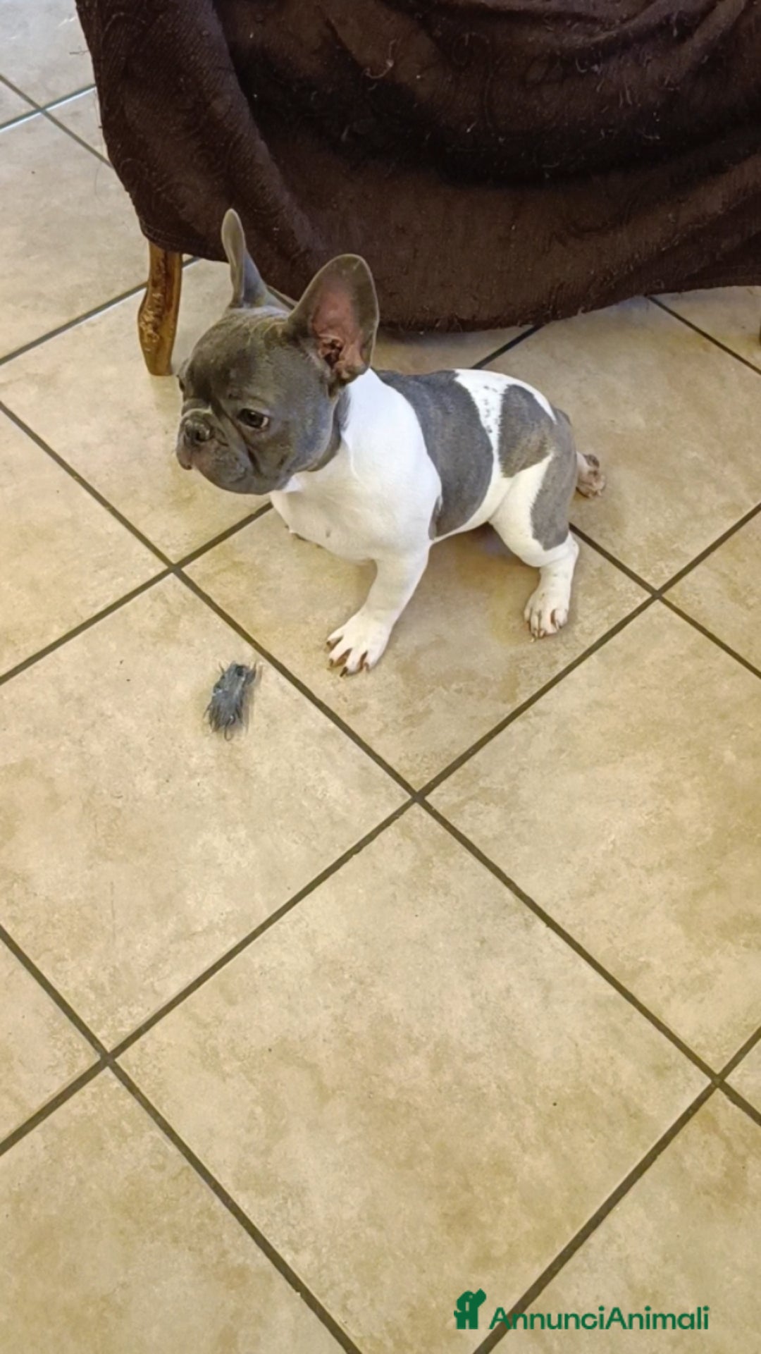 Bulldog Francese cani in vendita: Bulldog francesi esotiche - Annuncio 11