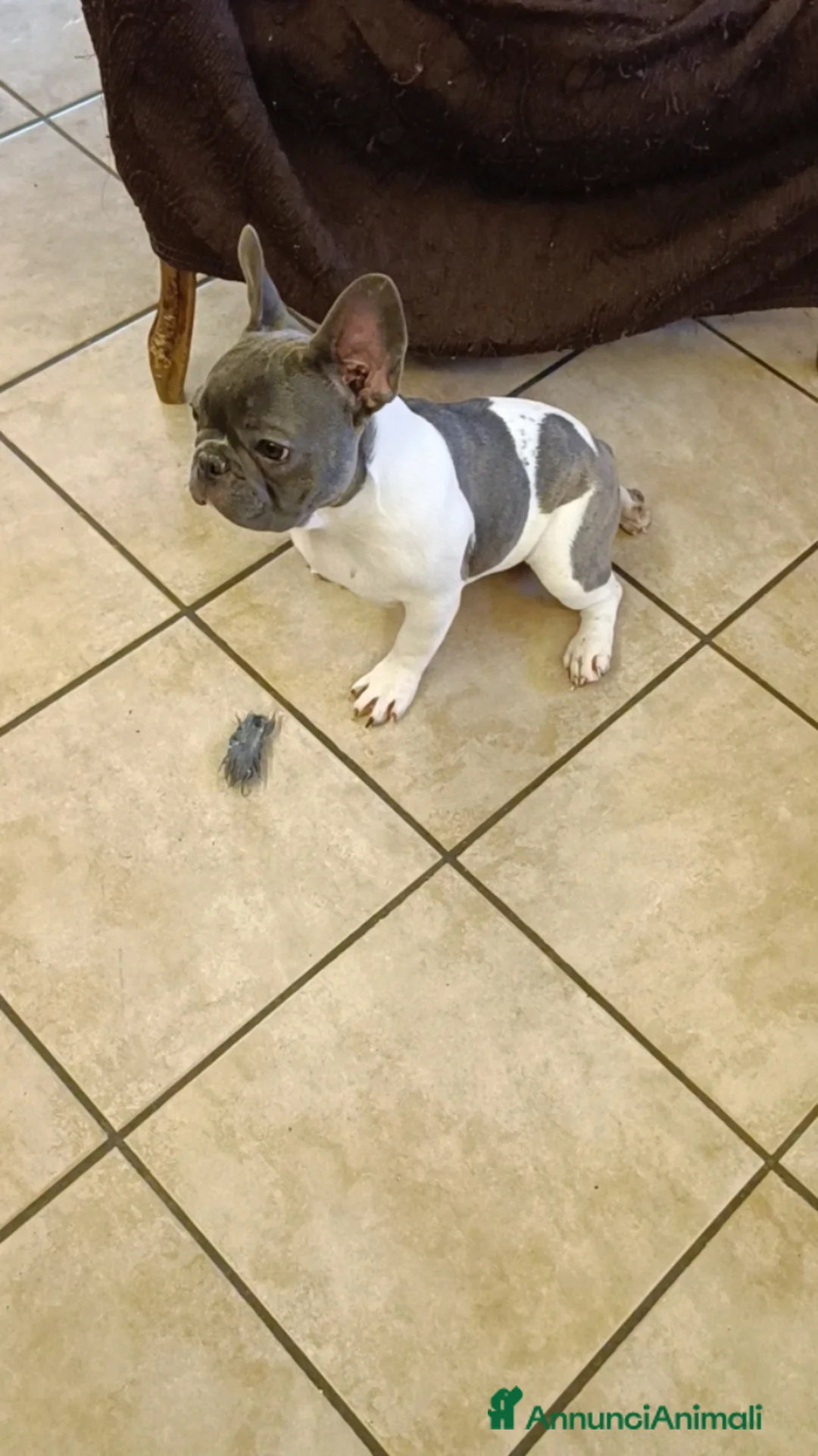 Bulldog Francese cani in vendita: Bulldog francesi esotiche - Annuncio 11