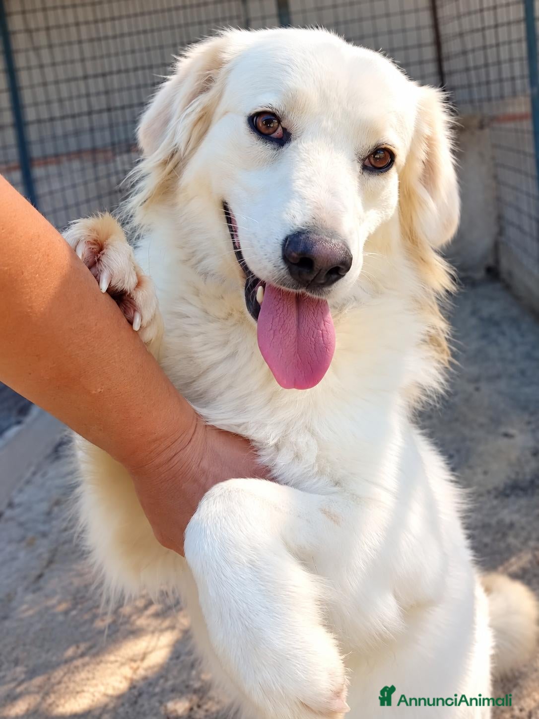 Meticcio cani CELINE, due anni, simil golden, bellissima - Annuncio 7