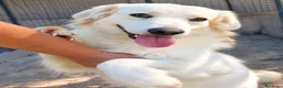 Meticcio cani in regalo: CELINE, due anni, simil golden, bellissima - Annuncio 1
