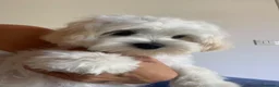 Maltese cani in vendita: Cucciolo di maltese - Annuncio 3