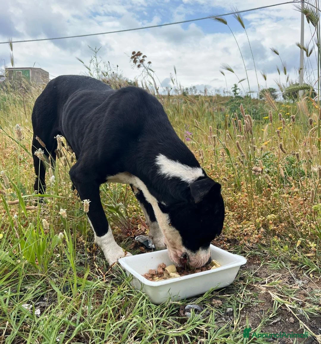 Meticcio cani in regalo: KURMO 💙-aiutaci!! È in mezzo alla strada, solo - Annuncio 2