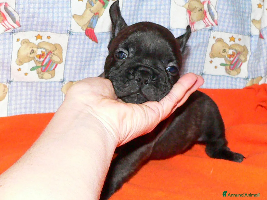 Bulldog Francese cani in vendita: CUCCIOLI BOULEDOGUE FRANCESE PEDIGREE a Provincia di Asti - Annuncio 7