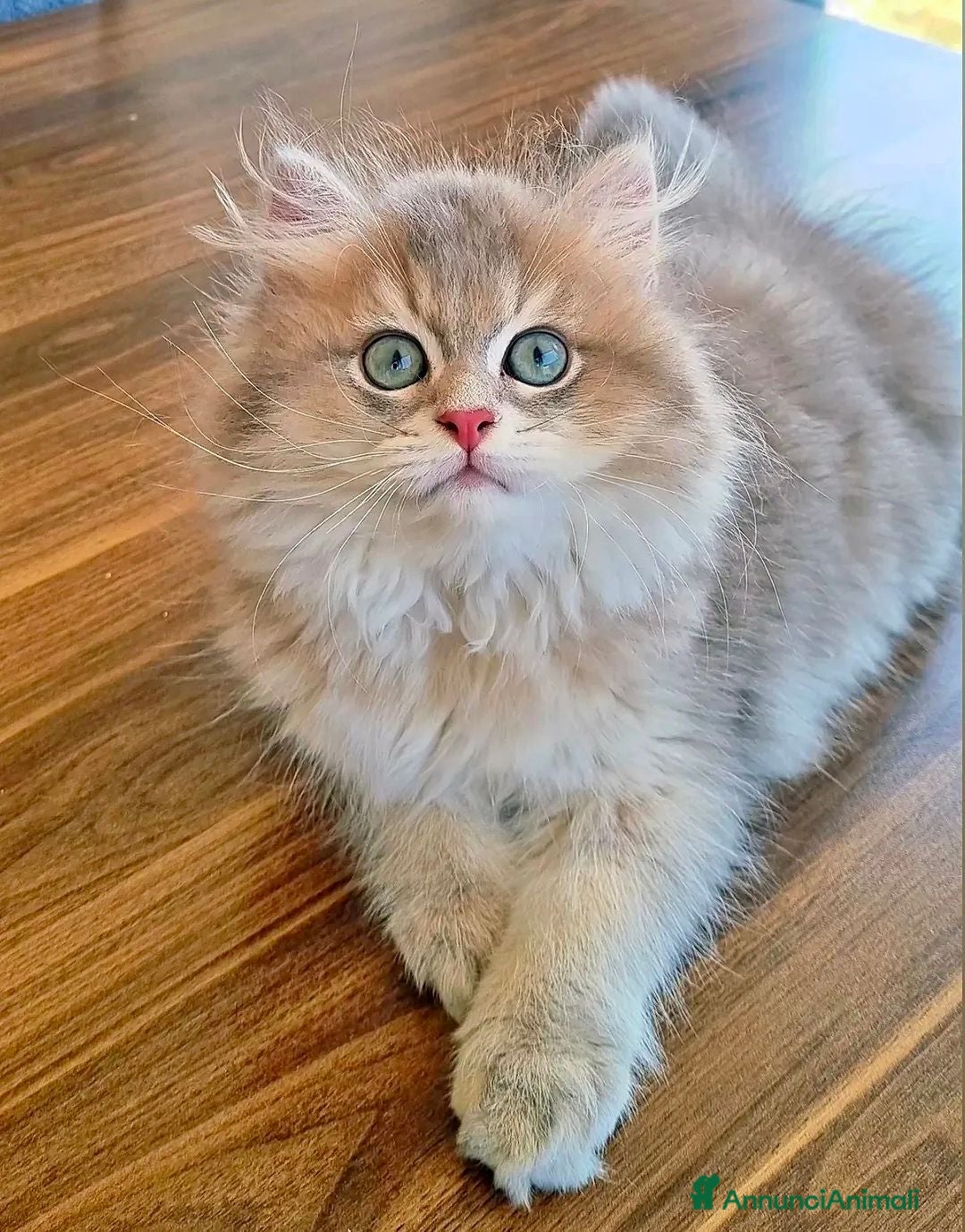 British gatti British Longhair maschio Blue Golden Shell  - Annuncio 9