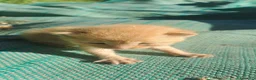 Europeo gatti in regalo: Urgente: CUCCIOLO DI GATTO (MAZZANO BS) - Annuncio 4