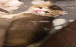 British gatti in vendita: Cuccioli British/Scottish  - Immagine 3