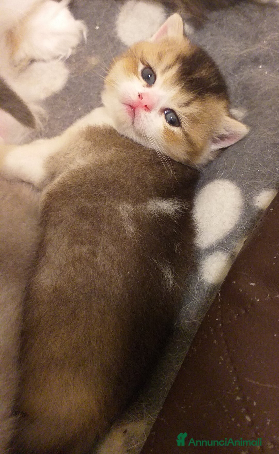 British gatti in vendita: Cuccioli British/Scottish  - Annuncio 3