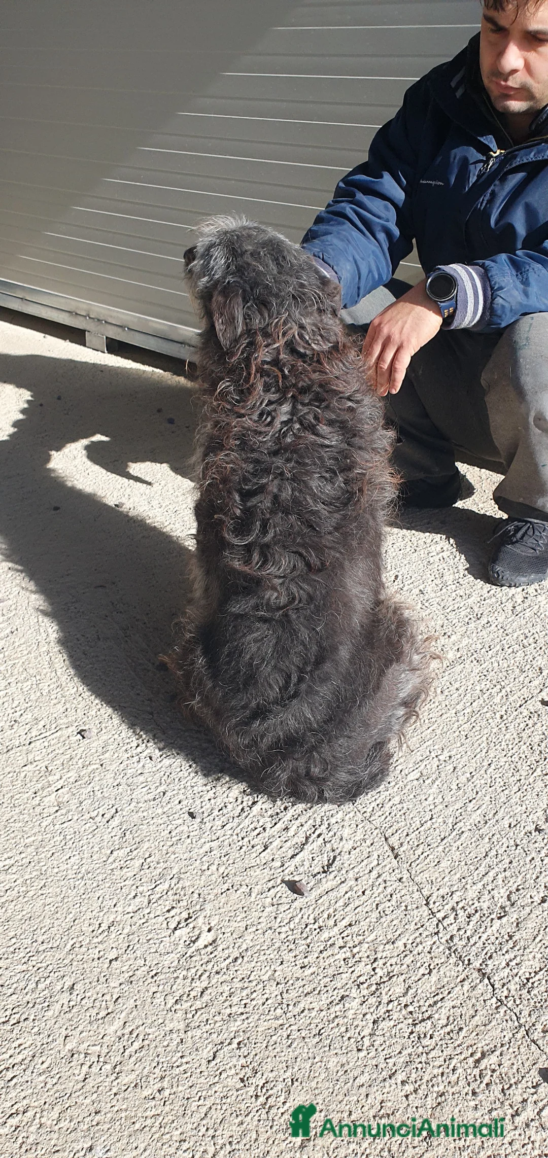 Schnauzer cani in regalo: Billy, Schnauzer in Canile - Annuncio 2