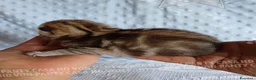 Scottish gatti in vendita: Cuccioli Scottish Fold e Straight a Provincia di Reggio Emilia - Annuncio 12