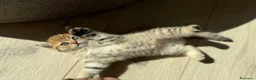 Scottish gatti in vendita: Scottish fold&straihgt - Annuncio 14