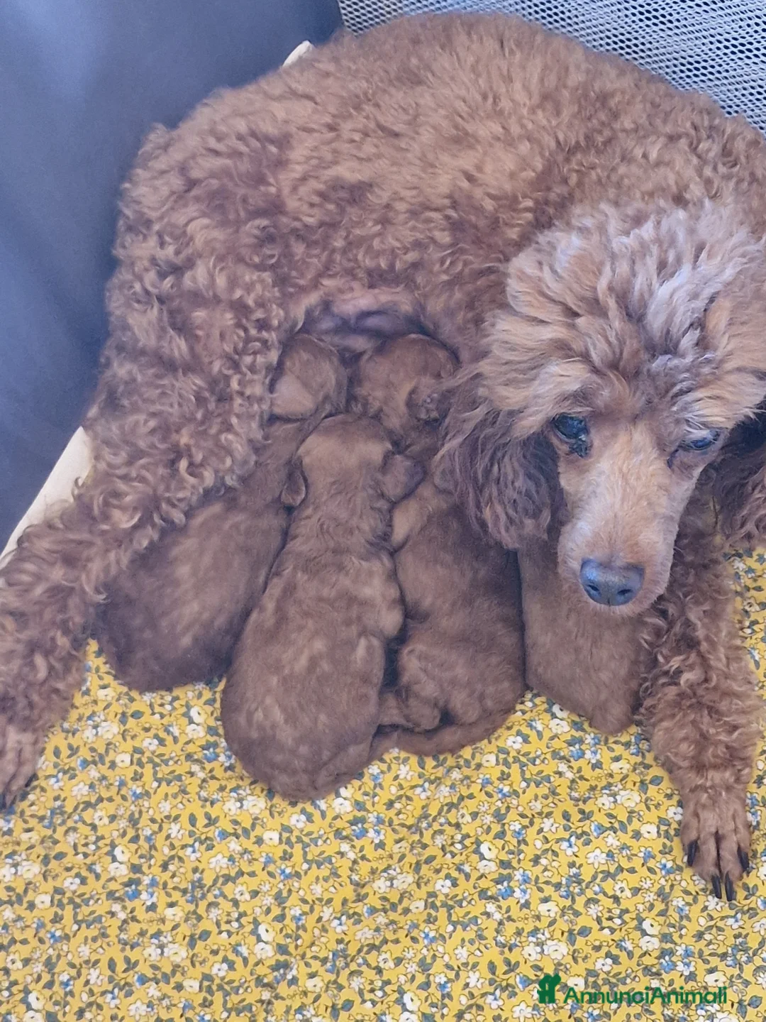 Barboncino Toy cani in vendita: Barbncino toy - Annuncio 1