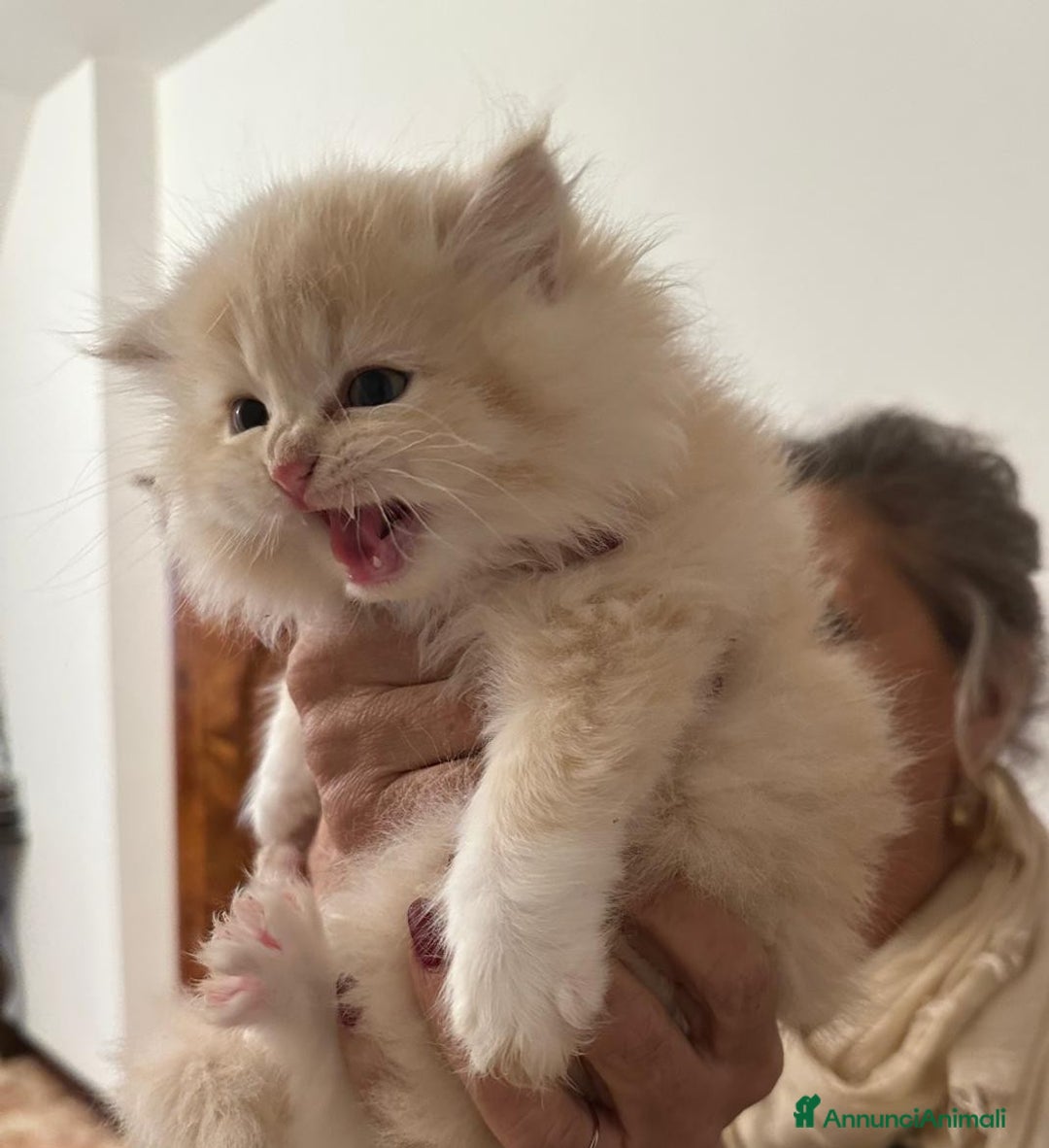 Persiano gatti in vendita: Gattini persiani normotipo  - Annuncio 28
