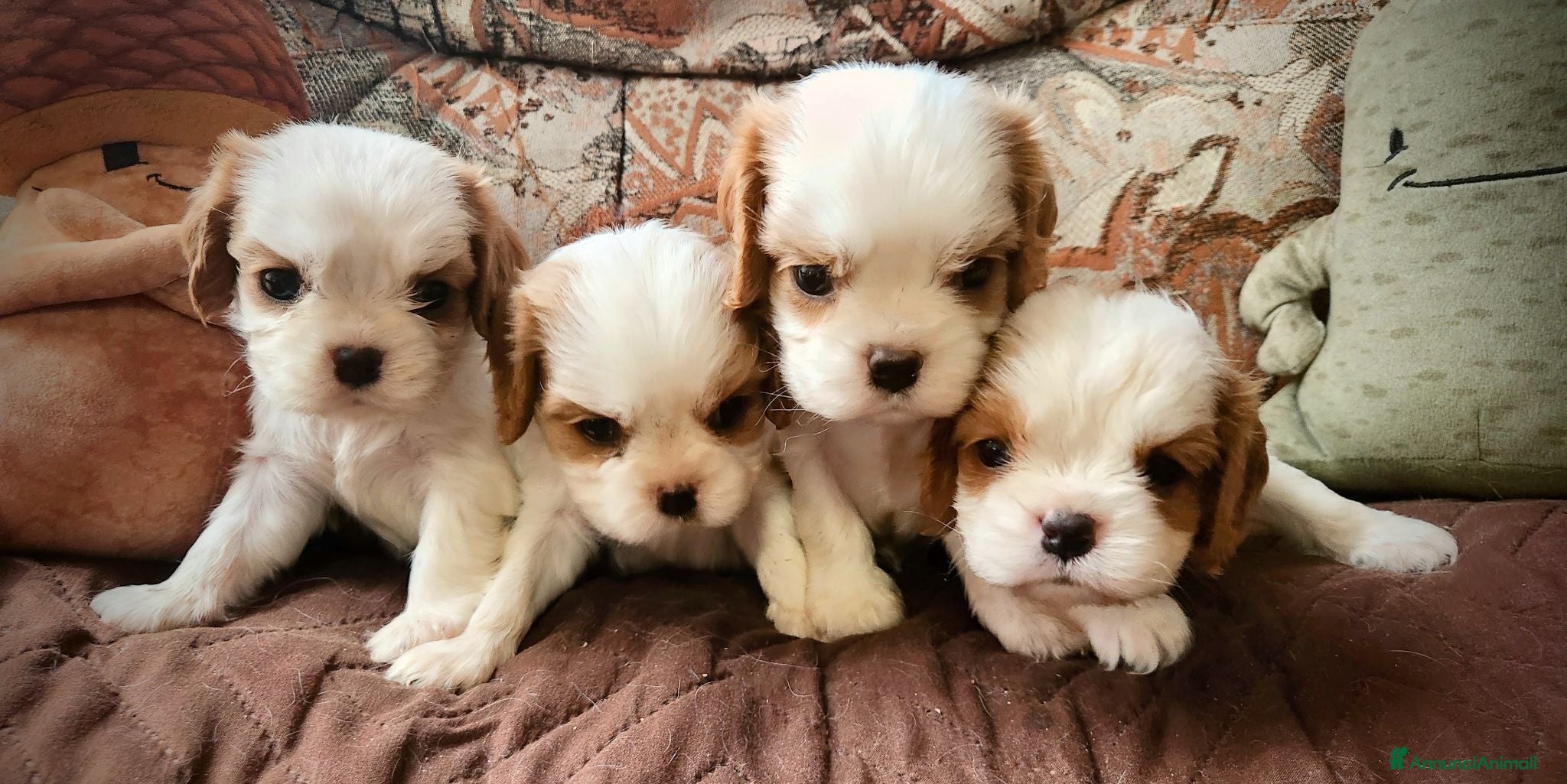 Cavalier King cani Cuccioli di Cavalier King con pedigree - Annuncio 5