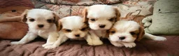 Cavalier King cani in vendita: Cuccioli di Cavalier King con pedigree - Annuncio 1