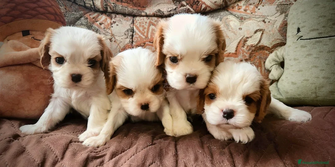Cavalier King cani in vendita: Cuccioli di Cavalier King con pedigree - Annuncio 1
