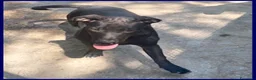 Meticcio cani in regalo: ZEUDI adorabile! tg contenuta - Annuncio 4