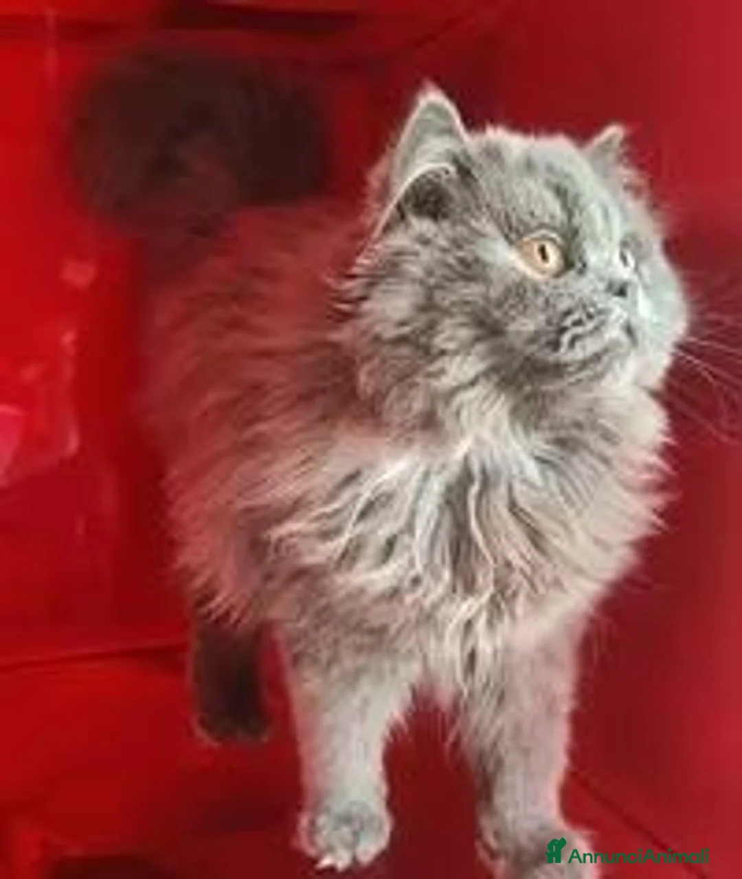 Scottish gatti in vendita: Cuccioli Scottish fold e straight pedigree ENFI - Annuncio 1