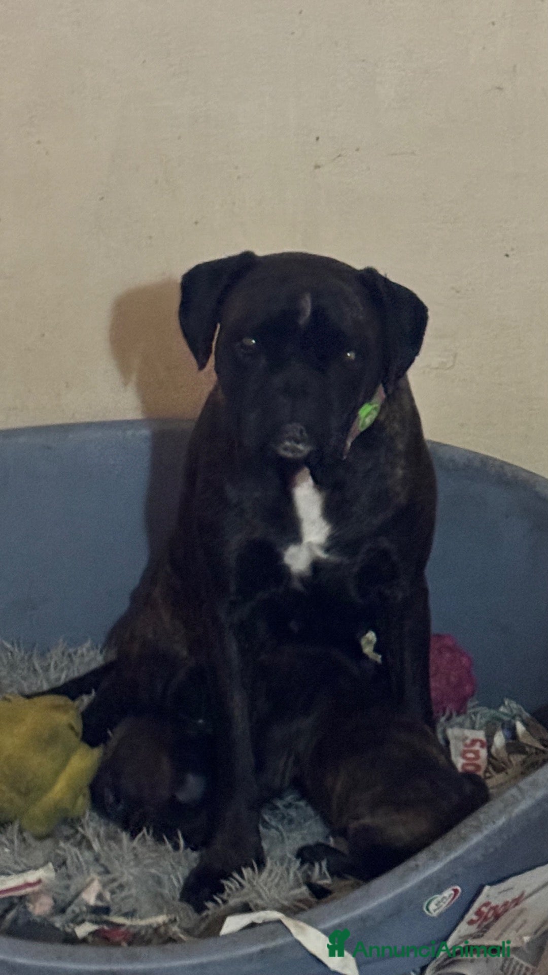 Boxer cani in vendita: Cuccioli boxer - Annuncio 1
